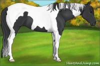 Horse Color:Black Tobiano
