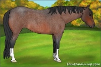Horse Color:Bay Roan 