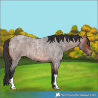 Horse Color:Bay Roan 