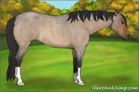 Horse Color:Bay Roan Dun