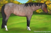 Horse Color:Bay Roan Rabicano