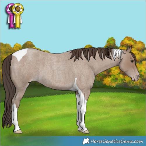 Horse Color:Classic Champagne Roan Tobiano 