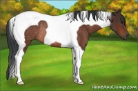 Horse Color:Bay Tobiano Rabicano