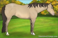 Horse Color:Amber Cream Champagne Roan