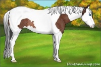 Horse Color:Bay Splash Tobiano Rabicano
