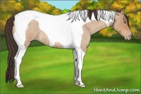Horse Color:Amber Champagne Roan Tobiano