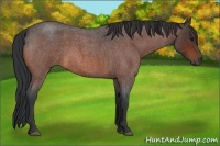 Horse Color:Bay Roan 
