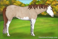 Horse Color:Red Dun Roan Splash