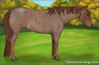 Horse Color:Red Roan