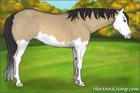 Horse Color:Bay Roan Dun Splash