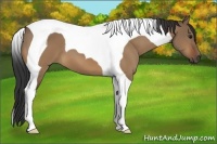Horse Color:Bay Dun Tobiano 