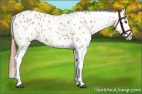 Horse Color:Bay Dun Appaloosa 