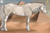 Horse Color:White Spotted Chocolate Palomino Pearl Splash 