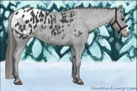 Horse Color:Black Frame Appaloosa 