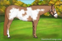 Horse Color:Chestnut Frame 