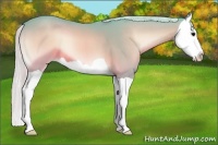 Horse Color:Watercolor Silver Brown Onyx Splash