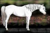 Horse Color:Grullo Appaloosa