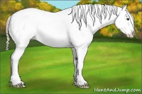 Horse Color:Palomino Sabino Blanket