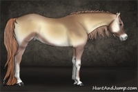 Horse Color:Palomino Onyx 