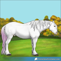 Horse Color:Watercolor Chestnut Appaloosa 