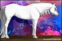 Horse Color:Black Splash Tobiano Frame