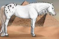 Horse Color:Liver Chestnut Appaloosa 