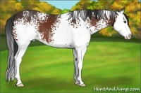 Horse Color:White Spotted Bay Sabino Splash