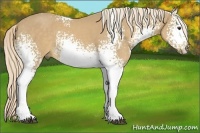 Horse Color:White Spotted Palomino