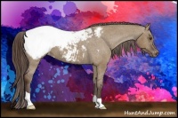 Horse Color:Liver Red Dun Appaloosa 