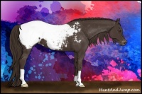 Horse Color:Liver Chestnut Appaloosa