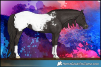 Horse Color:Liver Chestnut Appaloosa