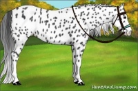 Horse Color:Blue Roan Splash Leopard 