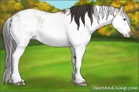 Horse Color:Buckskin Sabino
