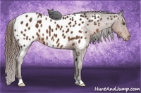 Horse Color:Liver Chestnut Appaloosa 