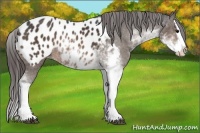 Horse Color:Brown Sabino Splash Blanket 