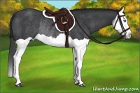 Horse Color:Black Splash Rabicano