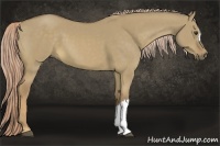 Horse Color:Chocolate Palomino Dun