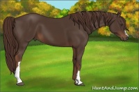 Horse Color:Liver Chestnut 
