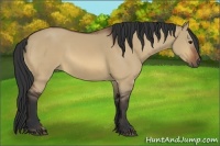 Horse Color:Bay Dun