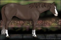 Horse Color:Liver Chestnut Splash