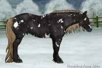 Horse Color:White Spotted Liver Chestnut Ice Rabicano 
