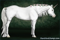 Horse Color:Palomino Dun Appaloosa 