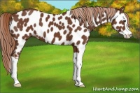 Horse Color:Chestnut Splash Appaloosa 