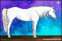 Horse Color:Chocolate Palomino Appaloosa 