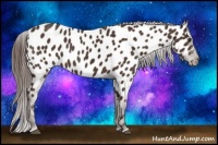 Horse Color:Liver Chestnut Appaloosa