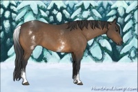 Horse Color:White Spotted Buckskin 