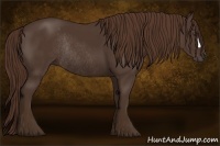 Horse Color:Liver Chestnut Rabicano 