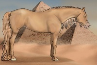 Horse Color:Gold Champagne 