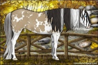 Horse Color:White Spotted Liver Red Dun Sabino Splash