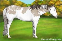 Horse Color:White Spotted Classic Cream Champagne Roan Splash